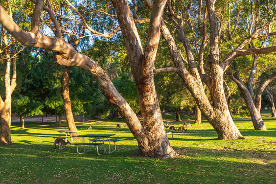 Picnic park and walking path near Loch McNess Lake in Yanchep National Park, City of Wanneroo, Perth, Western Australia
