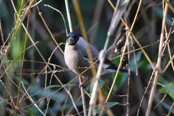 eurasian bullfinch in a forest