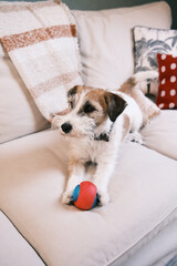 Retrato de perro sentado con su pelota sobre un sofá color beige