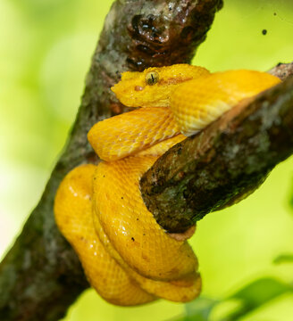 Eyelash Viper (Bothriechis schlegelii) on a tree branch at Cahuita National Park, Costa Rica
