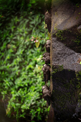 Great dusky swifts are protecting behind the waterfalls. Swifts use the waterfalls for its safety. Endangered cypseloides senex are staying on the cliff.