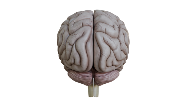 Detailed Model of Human Brain Isolated on White Background Back View