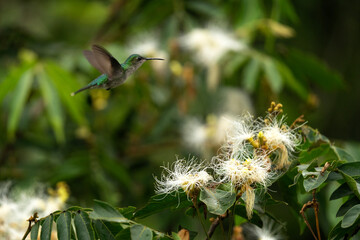 Versicoloured emerald is drawing nectar from the bloom. Chrysuronia versicolor in national park Iguazu falls. Hummingbird in the forest is feeding on the bloom.