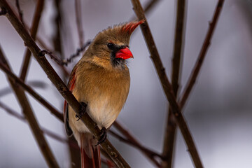Female Cardinal 