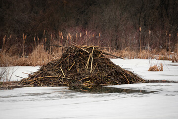 Winter time Beaver lodge © Lee