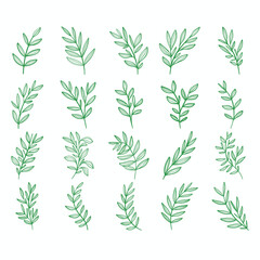 Vector collection of hand drawn leaves. Hand drawn decorative elements.