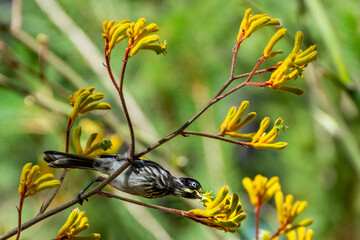 New Holland Honeyeater bird (Phylidonyris novaehollandiae) perching on a Kangaroo Paw Flower