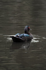 Pato-do-mato (Cairina moschata)