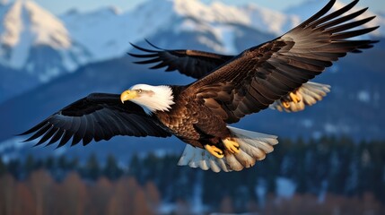 Obraz premium Eagle's Eyrie: Exploring the Magnificent Habitat of a Majestic Bald Eagle in the Towering Peaks of the Rocky Mountains.