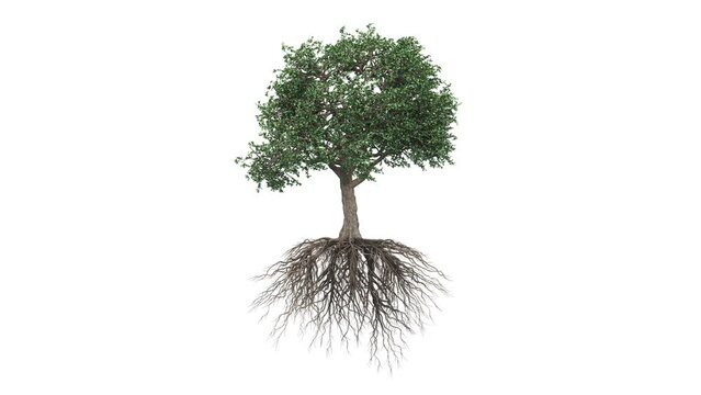 Isolated Tree With Roots moving with wind - looping animation