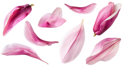 Set of spring season pink magnolia flowers petals isolated on background.
