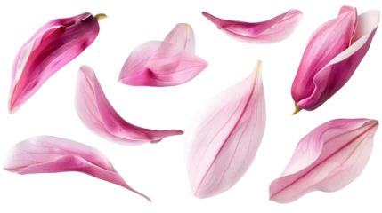 Foto op Plexiglas Set of spring season pink magnolia flowers petals isolated on background. © MDNANNU