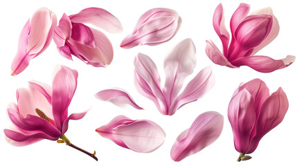 Set of spring season pink magnolia flowers petals isolated on background. - Powered by Adobe