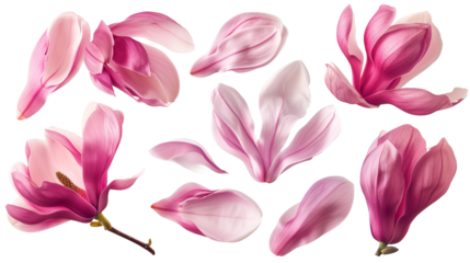 Set of spring season pink magnolia flowers petals isolated on background.