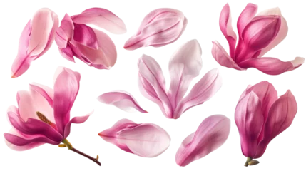 Poster Set of spring season pink magnolia flowers petals isolated on background. © SRITE KHATUN