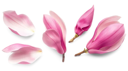 Schilderijen op glas Set of spring season pink magnolia flowers petals isolated on background. © SRITE KHATUN