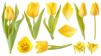 Realistic yellow tulips with petals set on transparent background