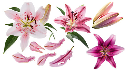 Set of springtime lily flowers and petals isolated on transparent background. - obrazy, fototapety, plakaty