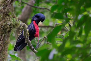 Umbrella Bird