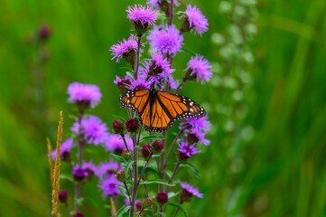 A monarch butterfly on Meadow Blazing Star at the Botanic Gardens at Historic Barns Park, in Traverse City, Michigan.