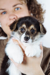 Close-up portrait of friendly female veterinarian holdingWelsh corgi puppy in her patient's arms. Dog food. Pets.