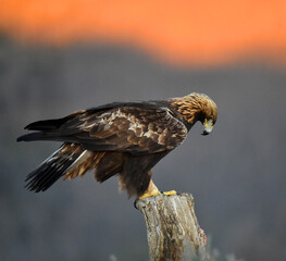 un aguila real en una montaña en españa