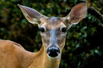 deer eye contact  - Powered by Adobe