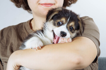 Care and love. Small corgi puppy is comfortably settled and yawning sweetly, lying in arms of its mistress. Dog food.