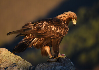 un aguila real en una montaña en españa