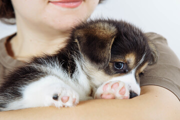 Delicate pink paw pads are demonstrated by cute little corgi puppy, lying in arms of his mistress. Dog food. Pets.