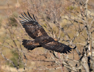 Fototapeta premium un aguila real en una montaña en españa