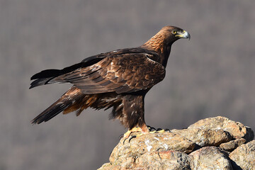 un aguila real en españa