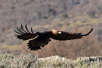 un aguila real en españa