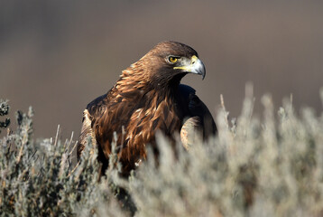 un aguila real en una montaña en españa