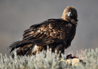 un aguila real en españa