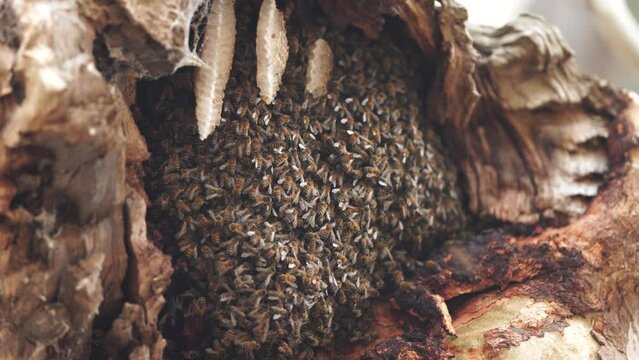bee hive in a red gum tree hollow on a farm in australia. native bee hive