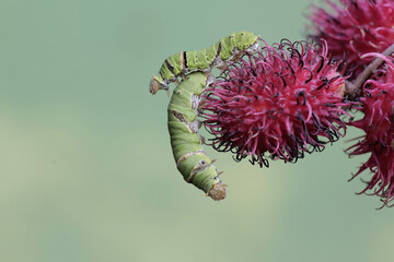 A number of great mormon butterfly caterpillars are looking for food in a collection of rambutan fruit. This insect has the scientific name Papilio memnon.