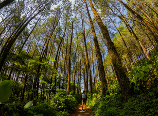 View of the forest near Coban Talun waterfall located in East Java, Indonesia