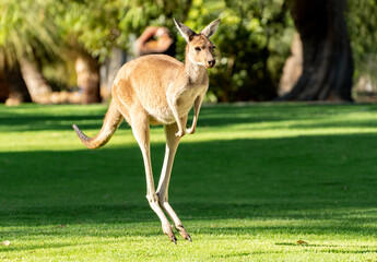 Kangaroo in Yanchep National Park Perth WA © Imagevixen