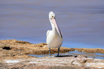 Australian pelican (Pelecanus conspicillatus) Perth Western Australia