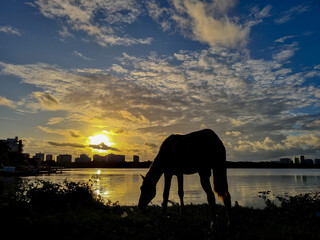 Horse grazing near a lake during sunset