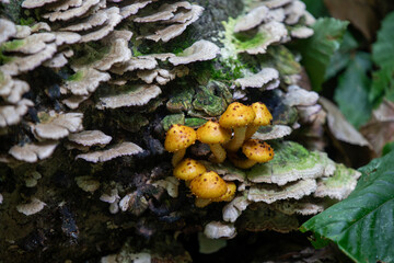 Mushrooms growing along a hiking trail in northern Ontario.