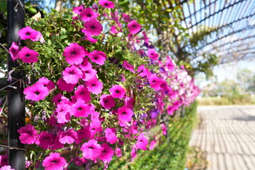 Impatiens Popular varieties used around the world There are a variety of colors to choose from