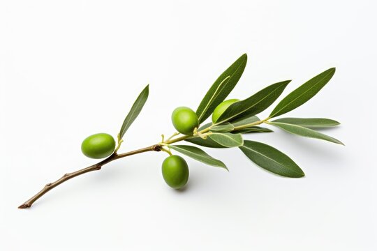 A white background with a green olive branch photo