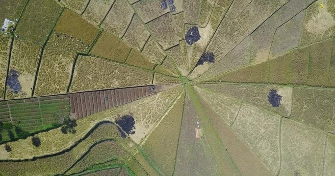 Aerial view of the Spider Rice Fields during harvest season near Ruteng, East Nusa Tenggara, Indonesia. 