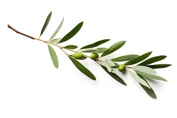 Olive branch on white as package design