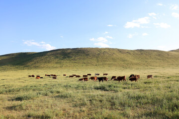 A herd of cattle on the prairie