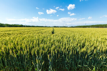 Wheat is growing in the field ,The wheat fields are under the blue sky and white clouds