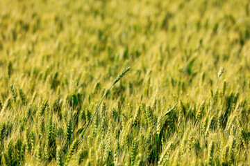 Wheat is growing in the field ,The wheat fields are under the blue sky and white clouds