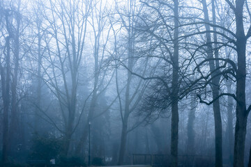 Fototapeta premium Dreamy, gloomy forest in the foggy, rainy fall.